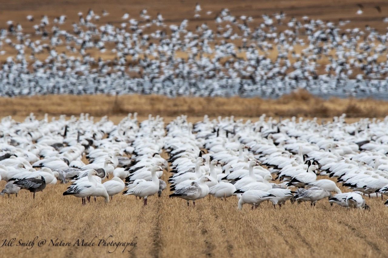 Snow Goose Festival 2025 Briana Tiffani